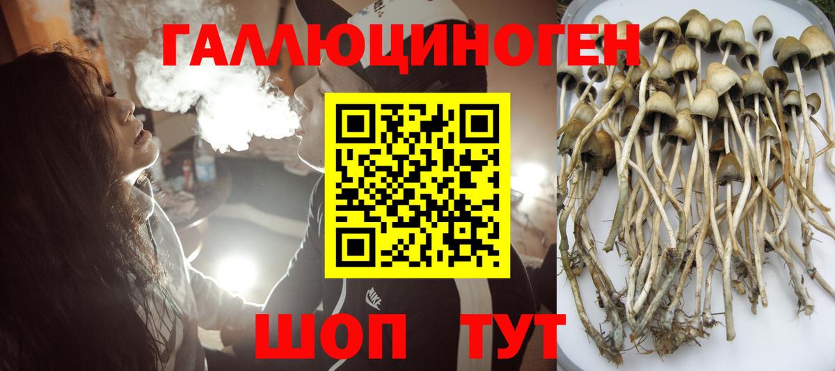 Назрань  Галлюциногенные грибы GOLDEN TEACHER  Вход с VPN  Псилоцибиновые грибы прущие грибы 